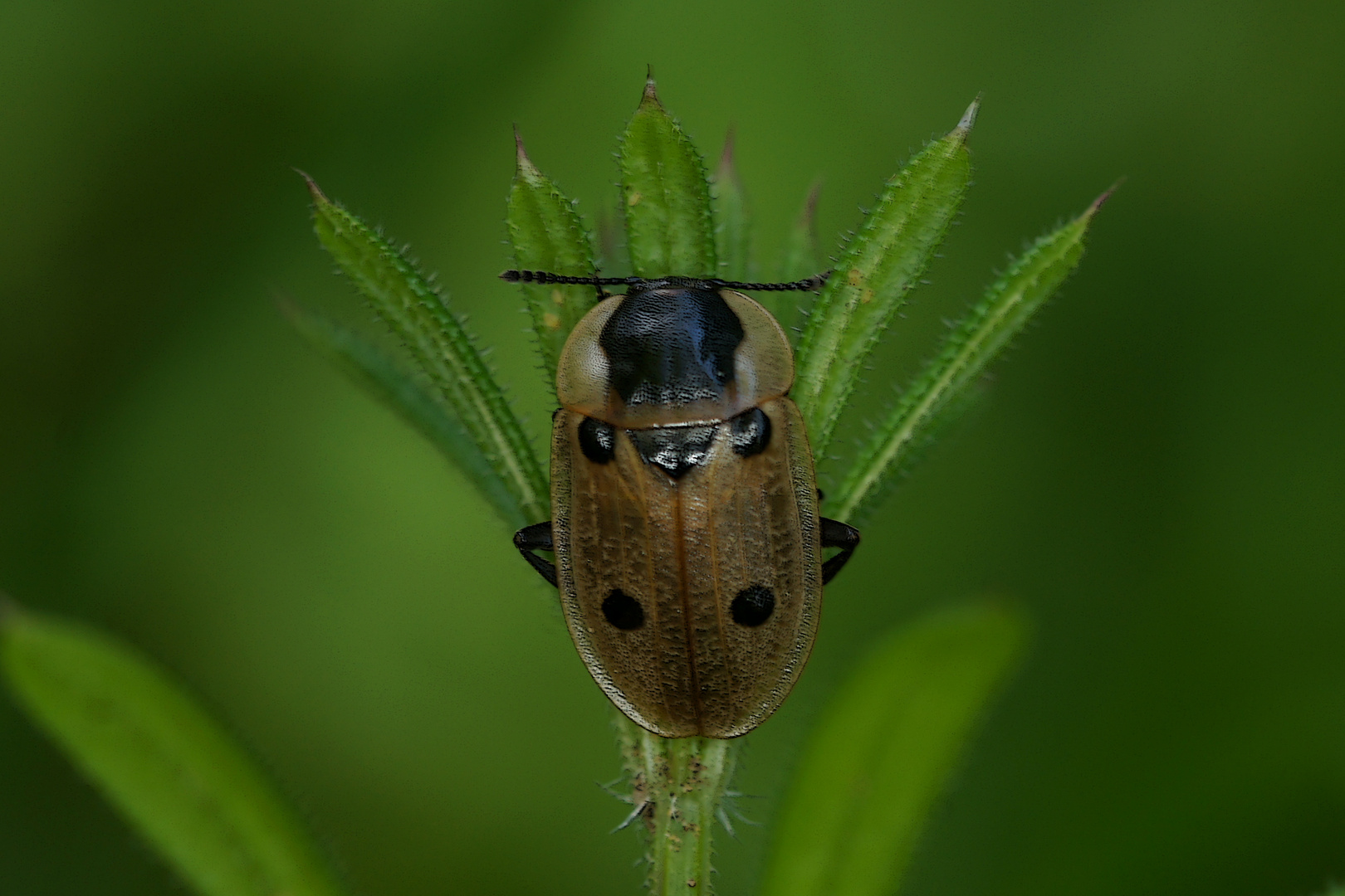 Aaskäfer (Xylodrepa quadripunktata)