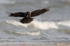 Aaskrähe am Strand