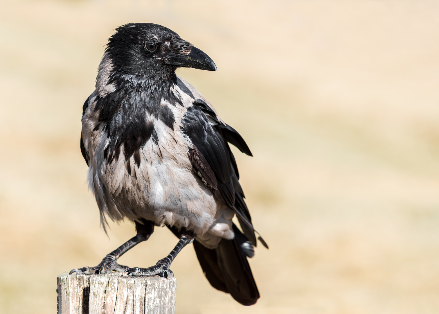 Aaskrähe (Corvus corone)