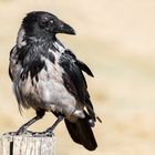 Aaskrähe (Corvus corone)