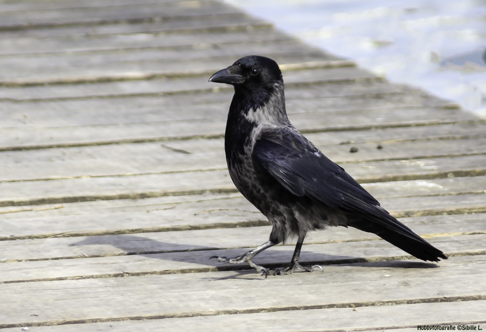 Aaskrähe (Corvus corone)