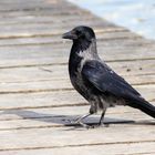 Aaskrähe (Corvus corone)