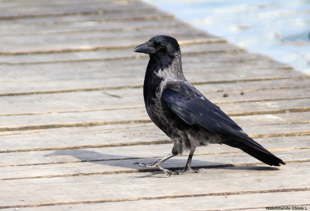 Aaskrähe (Corvus corone)