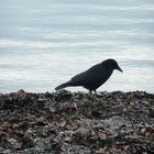 Aaskrähe (corvus corone, corneille noire, carrion crow)