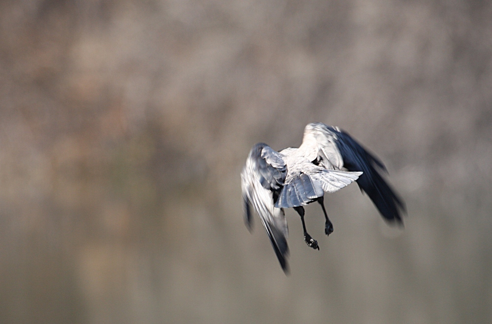 Aaskrähe im Flug