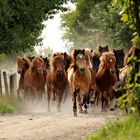 Ab auf die Weide...