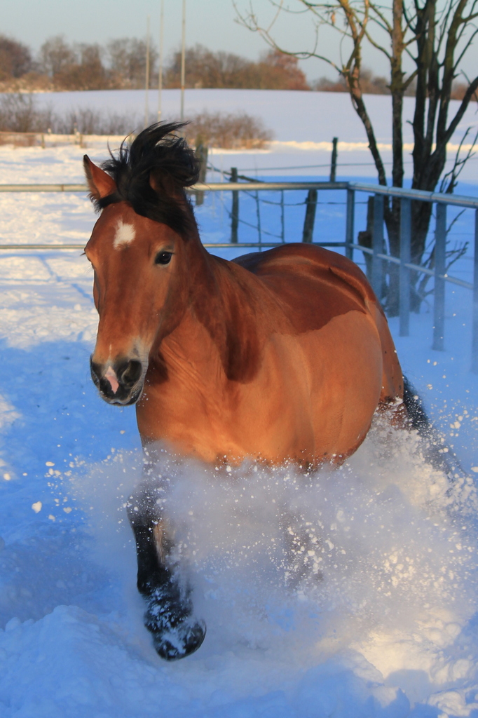 Ab durch den Schnee