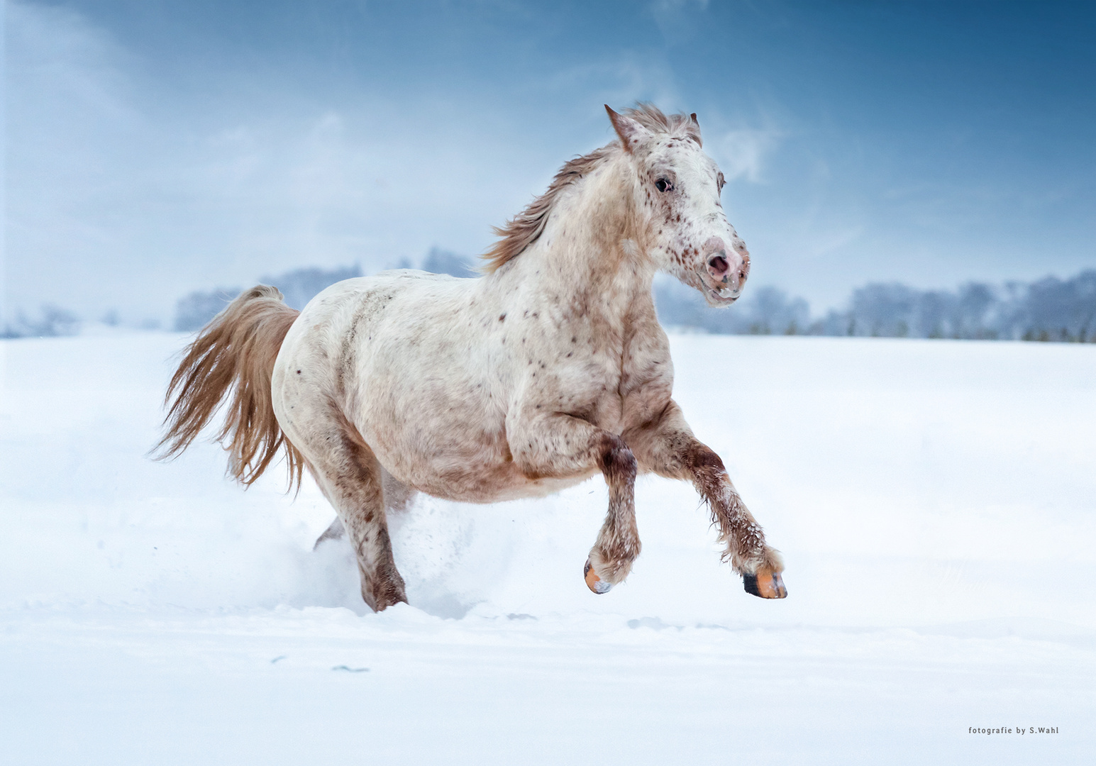 Ab durch den Schnee