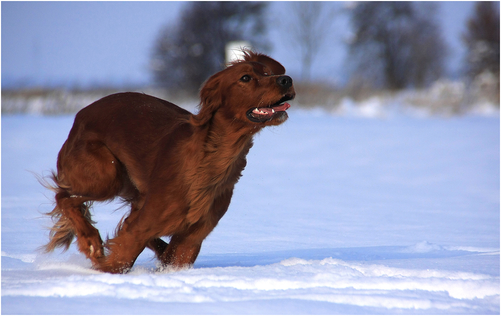 *Ab durch den Schnee*