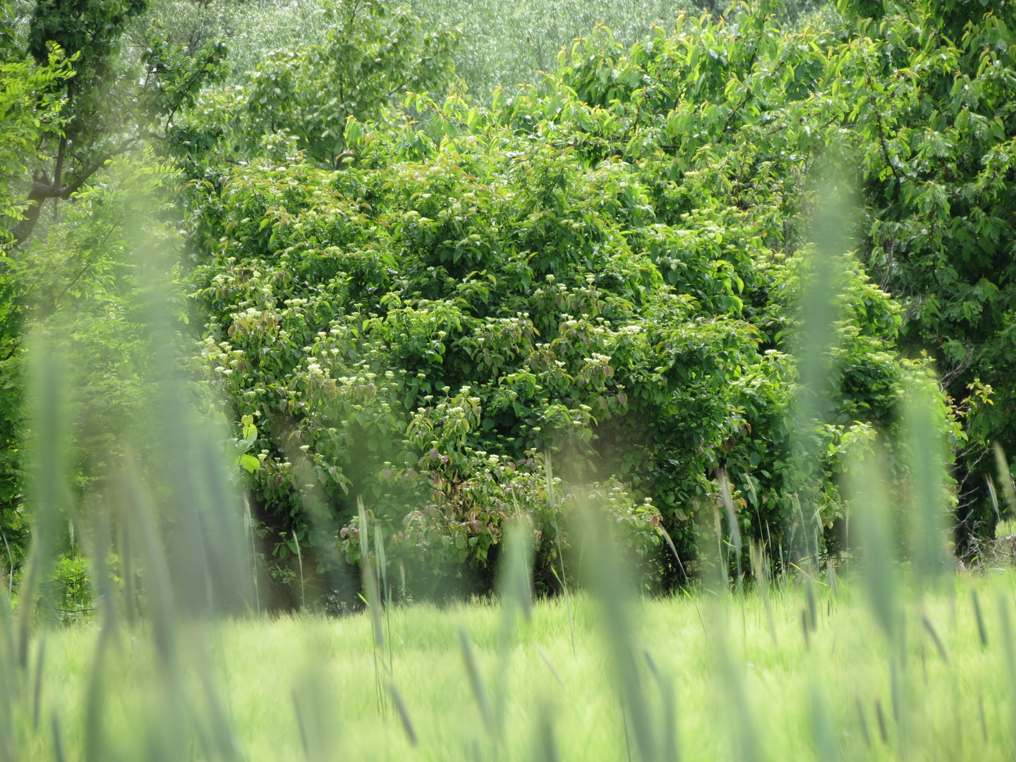 Ab durch die Hecke