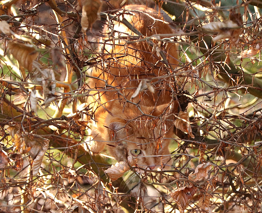 Ab durch die Hecke...