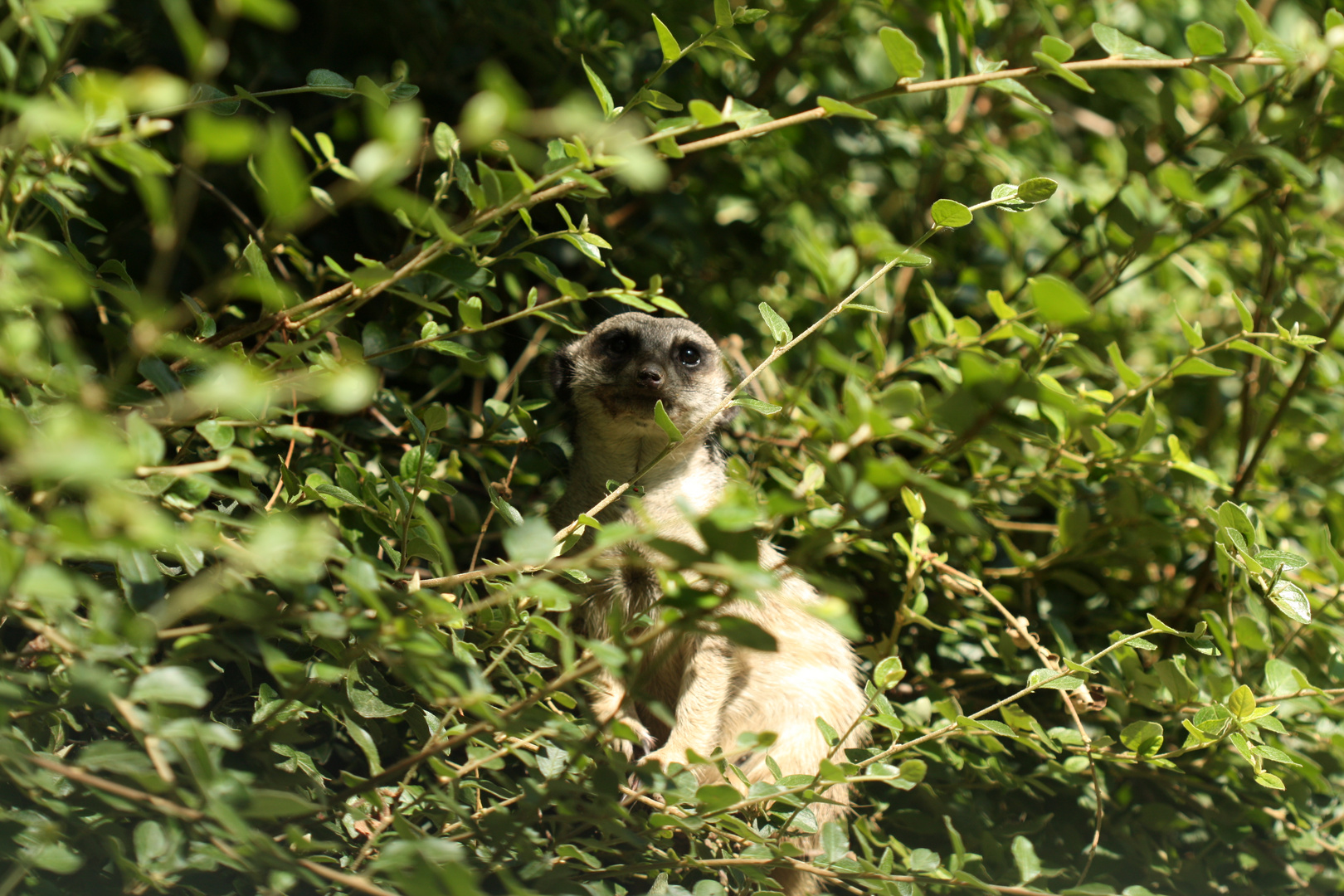 Ab durch die Hecke