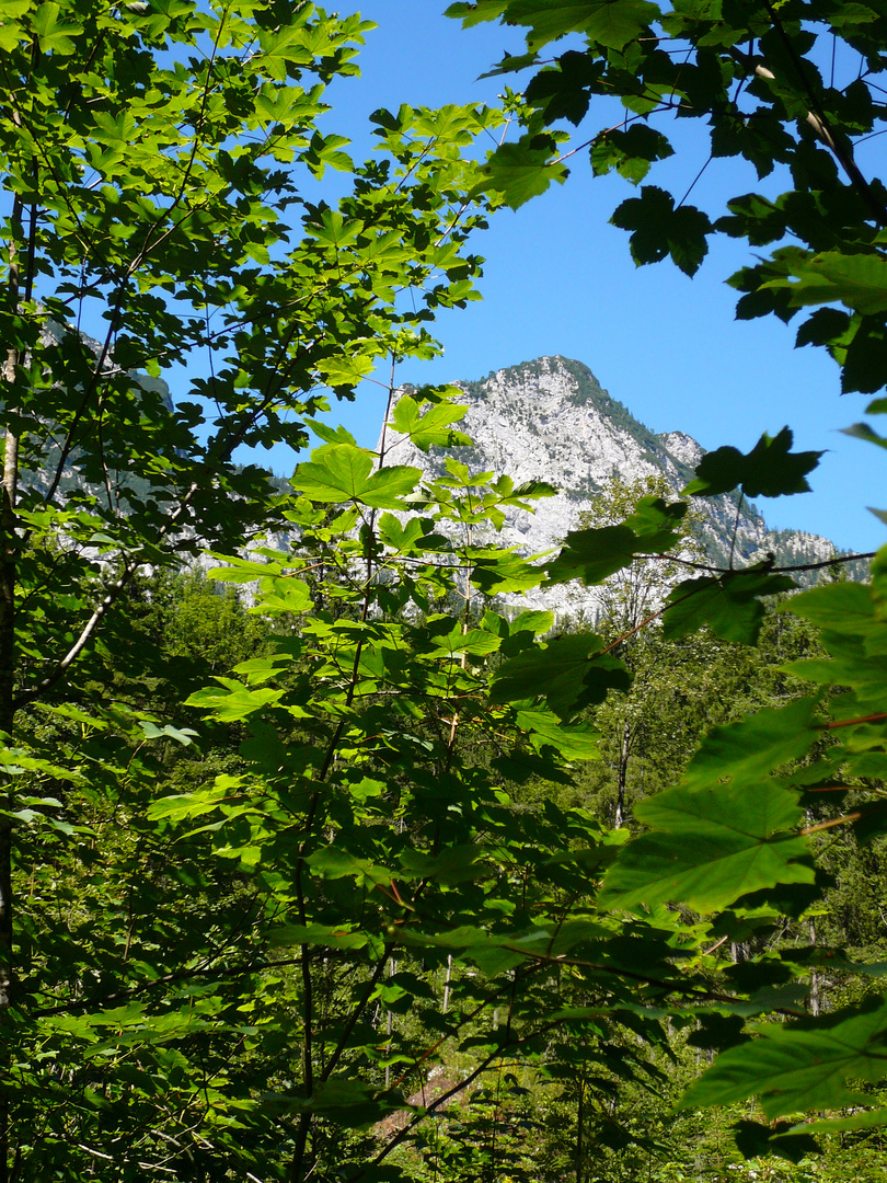 Ab durch die Hecke