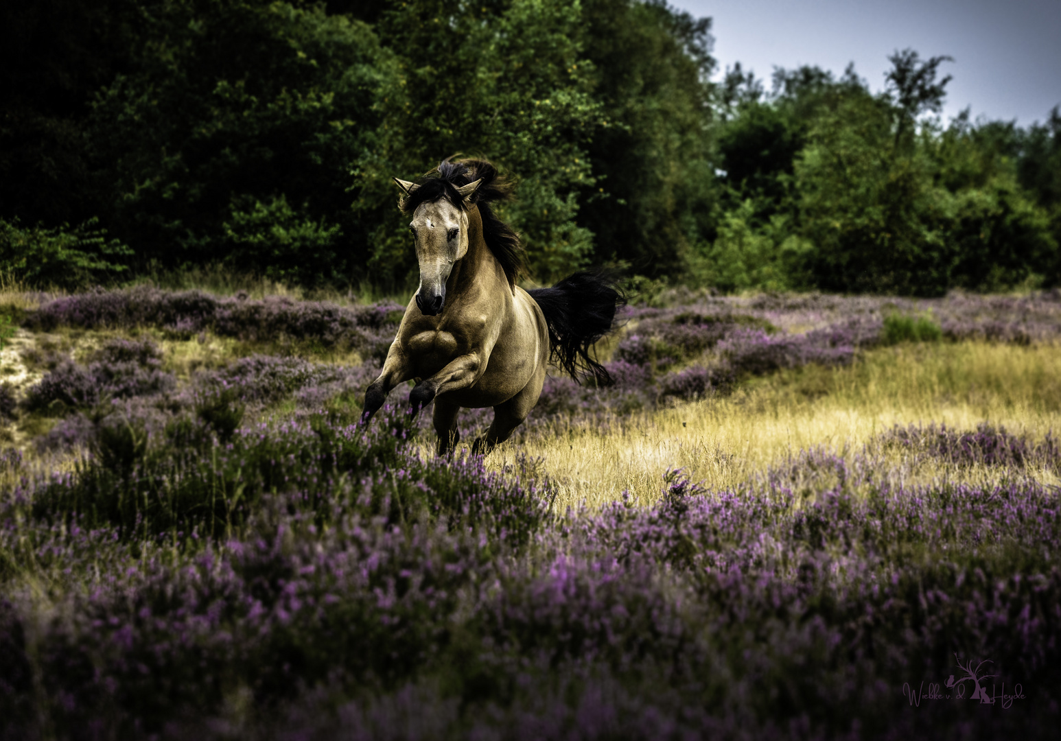 Ab durch die Heide