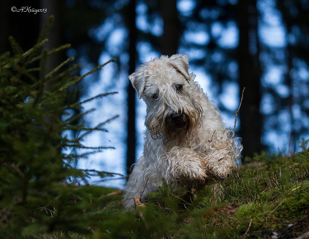 ab durch die mitte :) den Wald