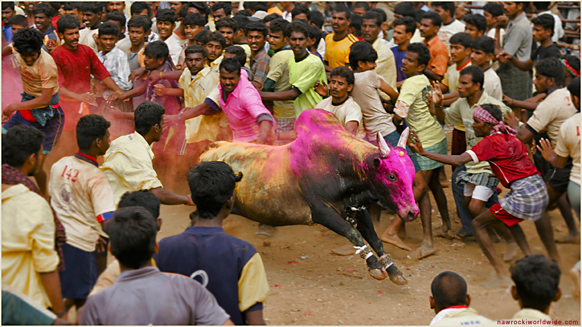 ab durch die Mitte - taming the bull