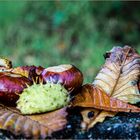 "Ab-Fall-Produkte" der Natur ...