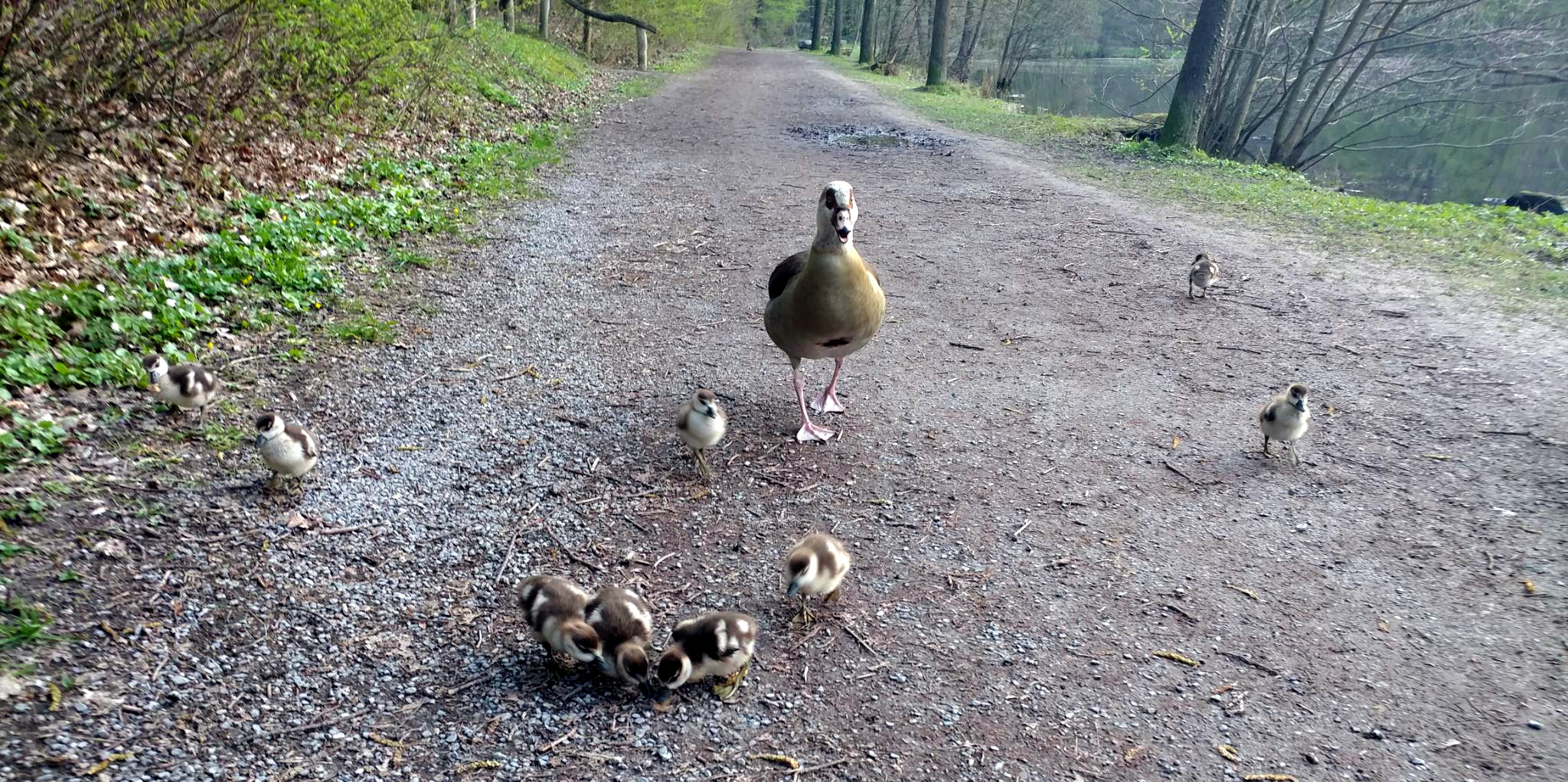 AB Gänsefamilie in der Fasanerie