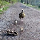 AB Gänsefamilie in der Fasanerie