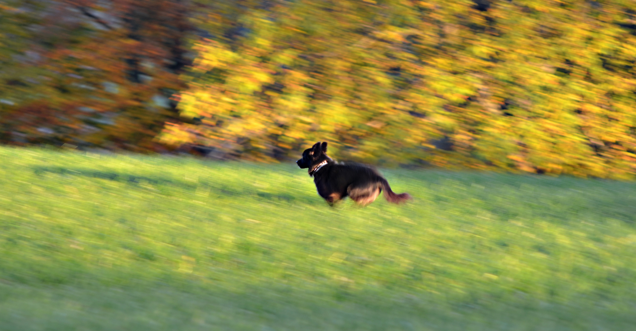 Ab geht der Hund