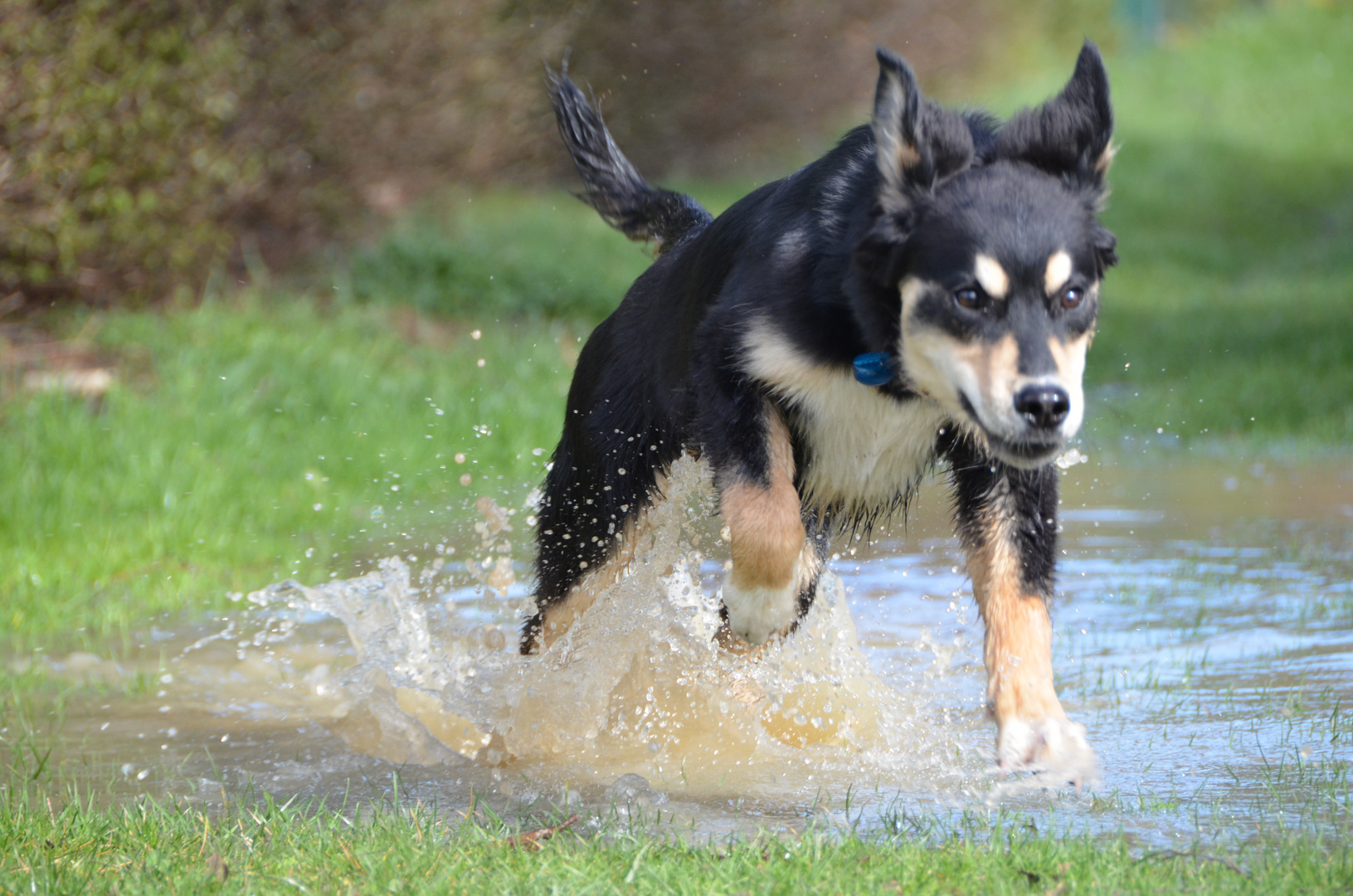 Ab gehts ;) Hund mit Spaß am Leben