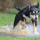 Ab gehts ;) Hund mit Spaß am Leben