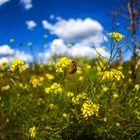 Ab heute ist Hochsommer