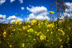 Ab heute ist Hochsommer