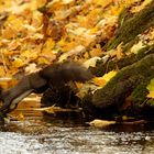 Ab in den Bach.. Eichhörnchen sucht Stelle zum Trinken