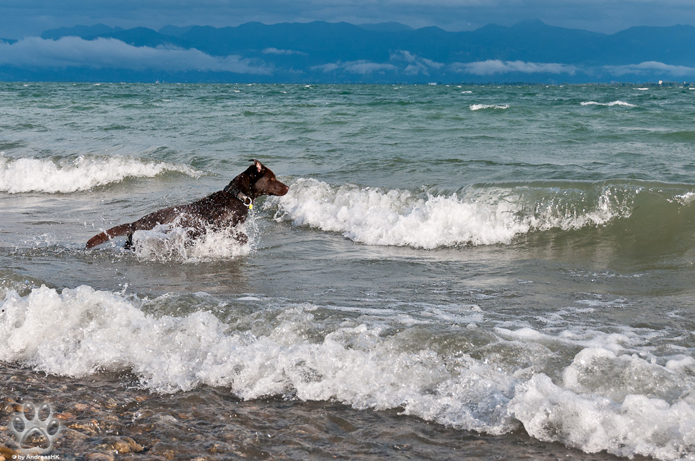 Ab in den Bodensee