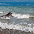 Ab in den Bodensee