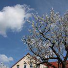 ab in den Frühling