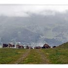 Ab in den Melkstand; wir wollen Milch und Käse