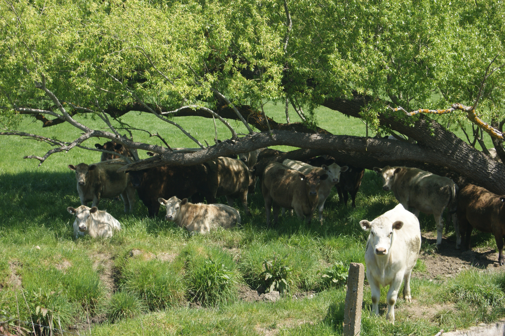 Ab in den Schatten