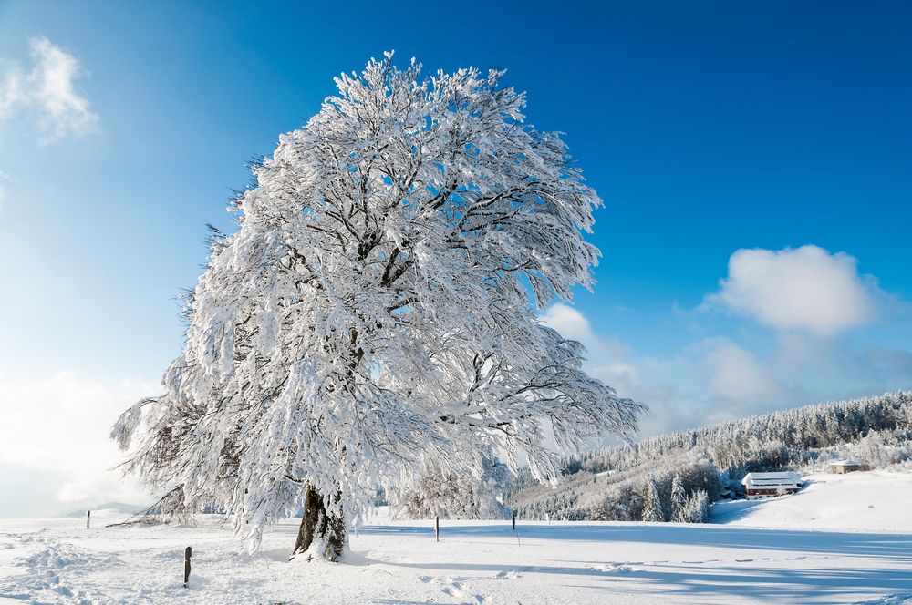 ab in den Schnee