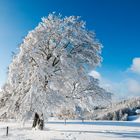 ab in den Schnee