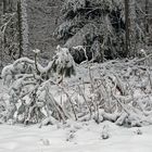 "Ab in den Schnee-solange es ihn noch gibt" war gestern der Titel...