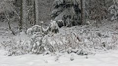 "Ab in den Schnee-solange es ihn noch gibt" war gestern der Titel...