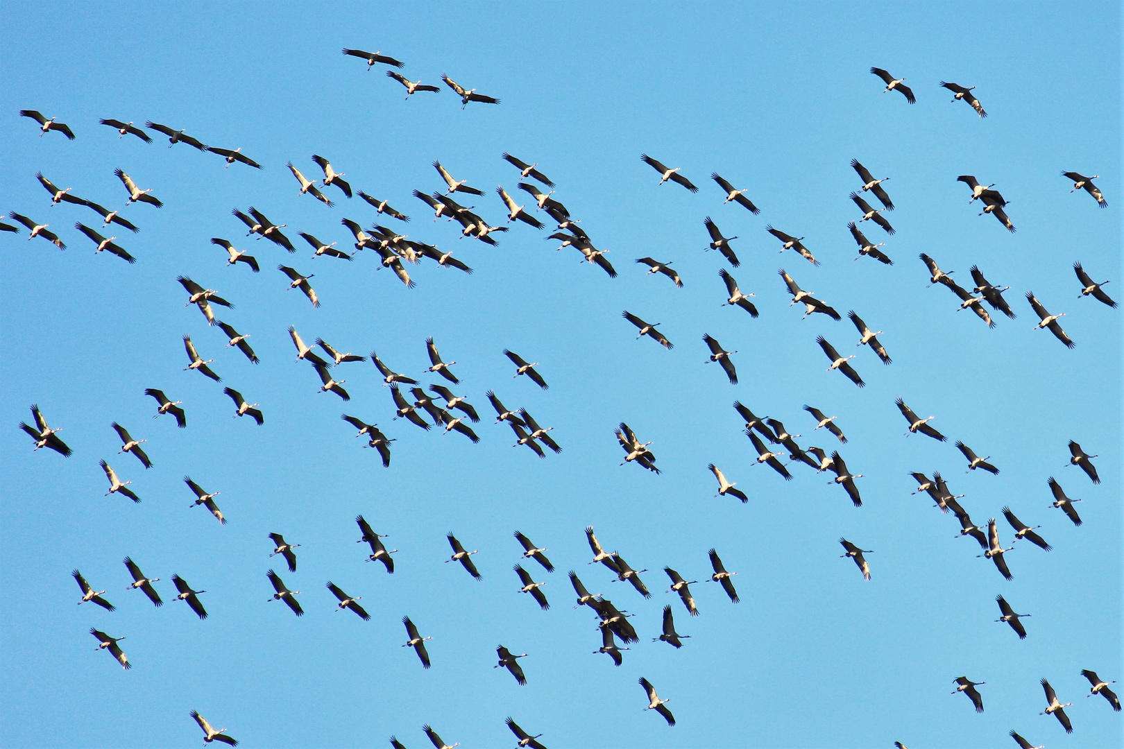 Ab in den Süden Foto & Bild tiere, wildlife, wild lebende vögel