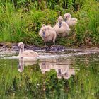 Ab in den Teich