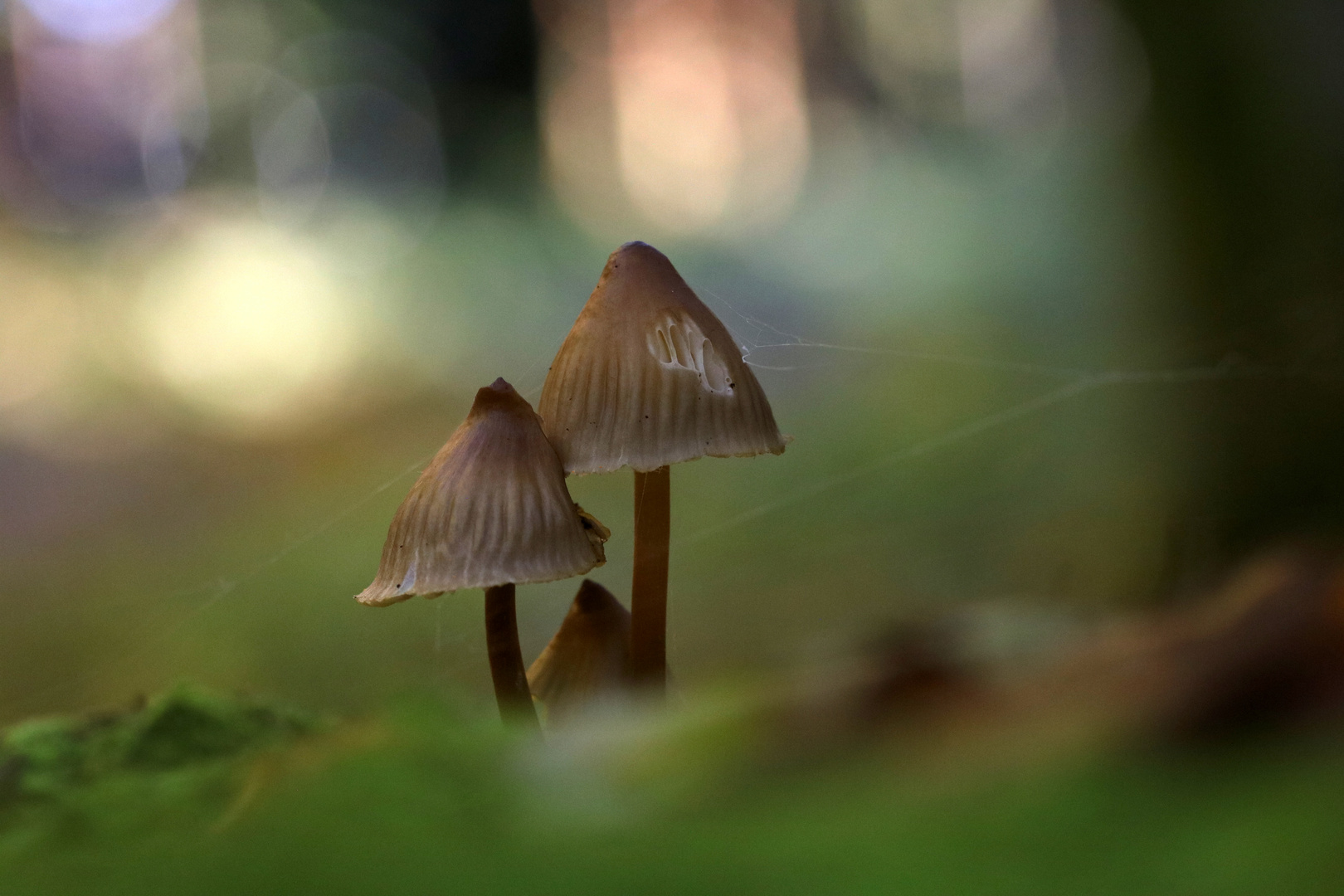 Ab in den Wald