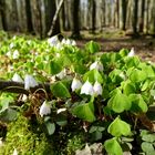 Ab in den Wald !