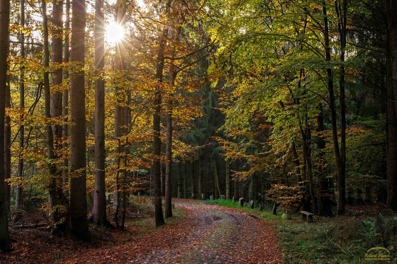 ab in den Wald