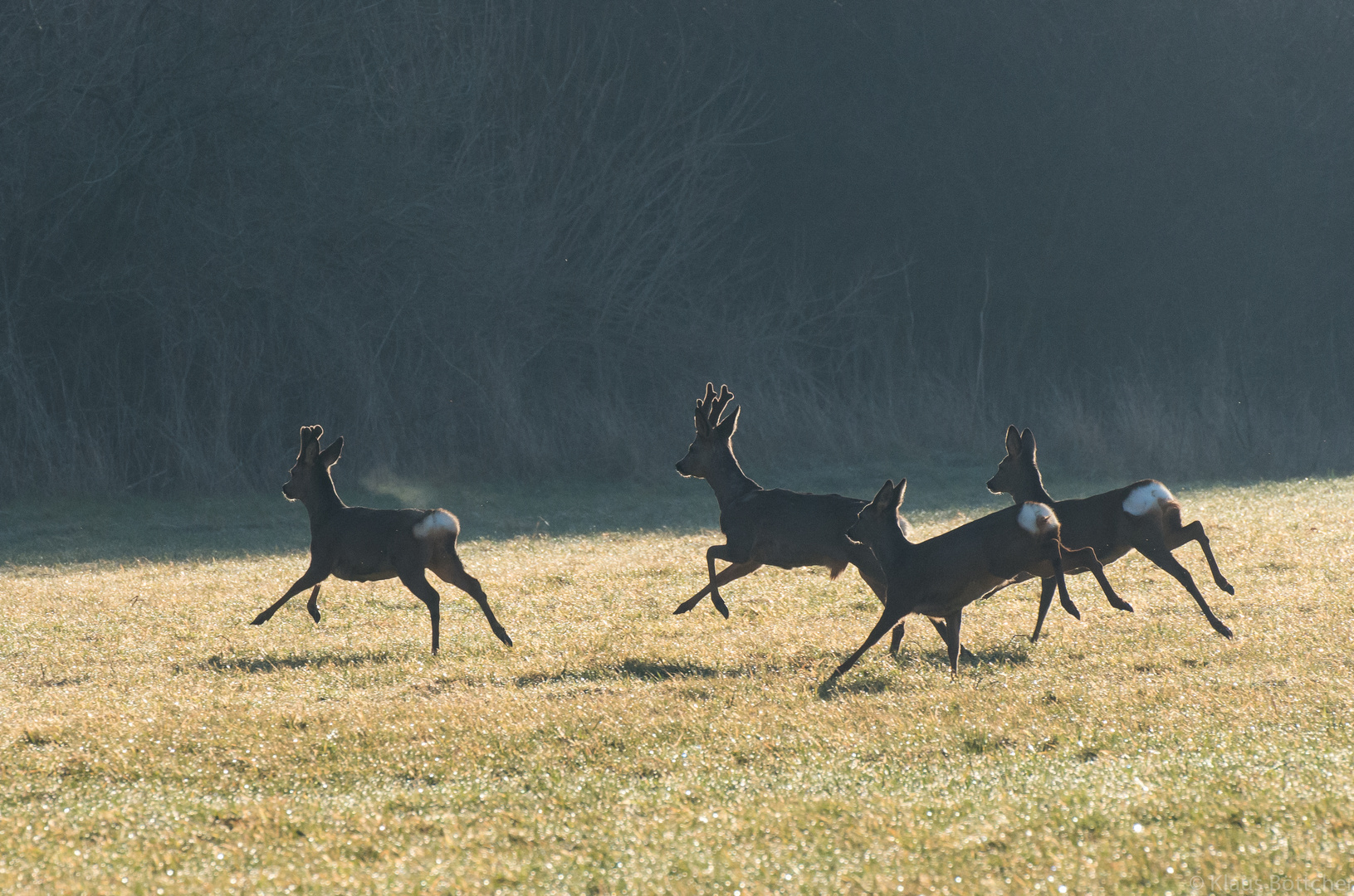 Ab in die Büsche