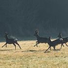 Ab in die Büsche