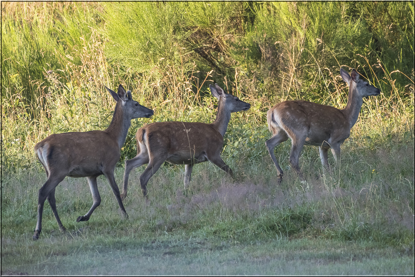 Ab in die Büsche II