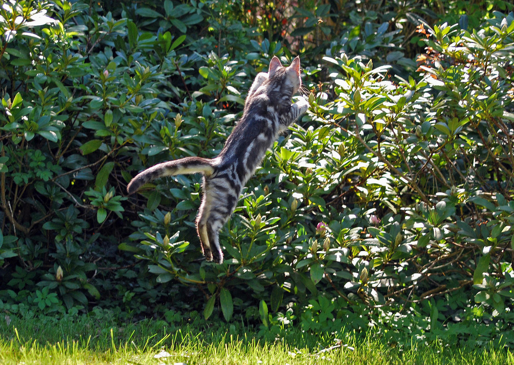 Ab in die Hecke Foto & Bild tiere, haustiere, katzen Bilder auf