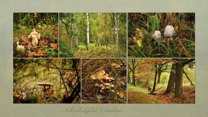 ... ab in die Pilze
