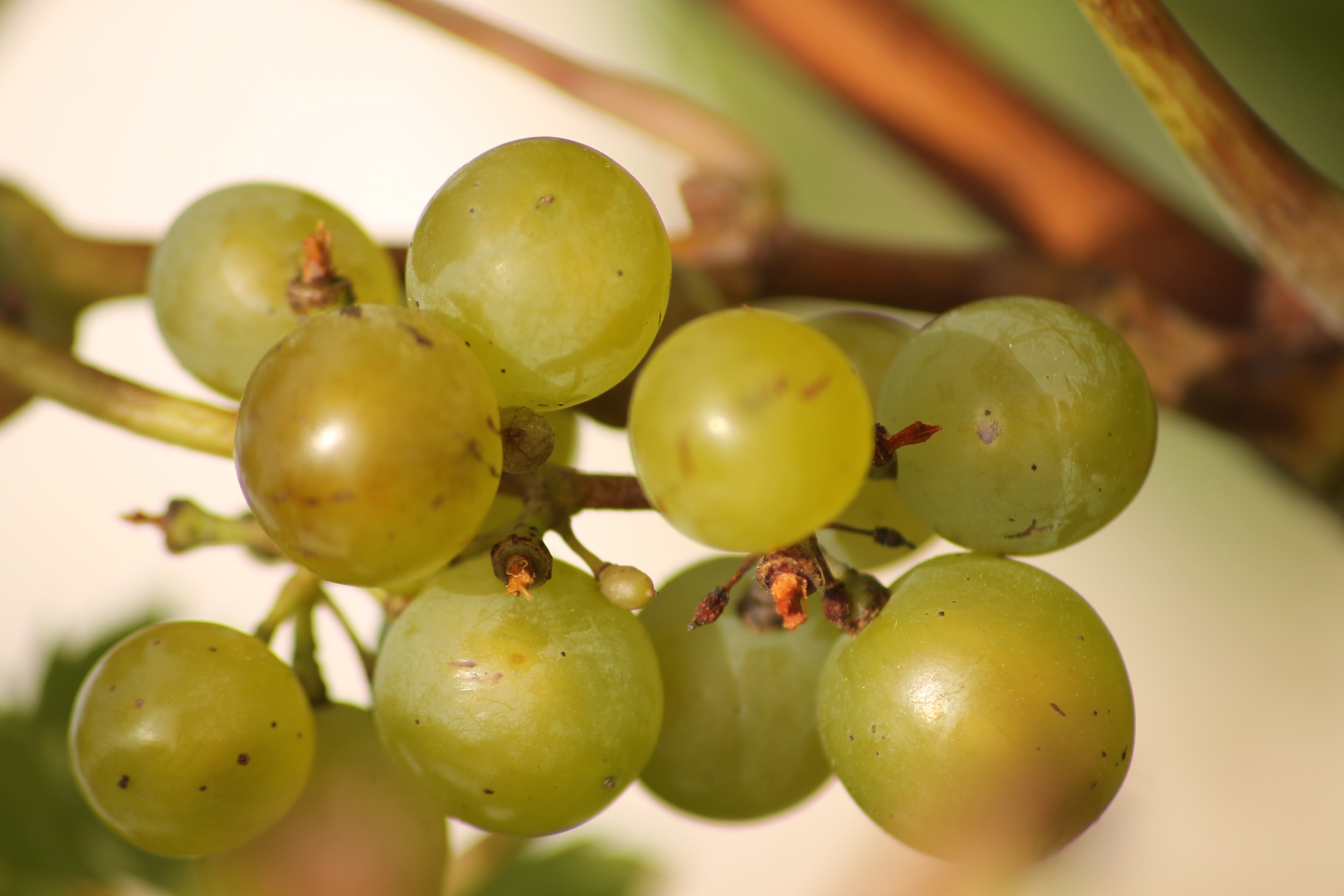 Ab in die Weinberge nach Radebeul super toll!!!!