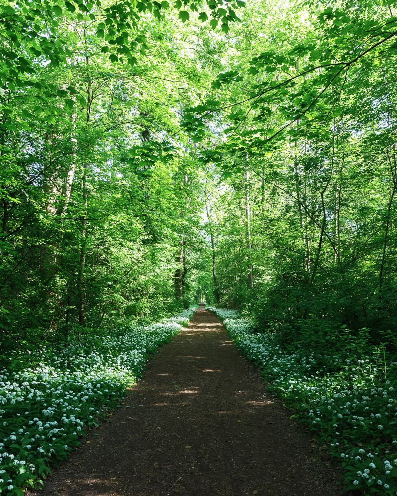 ~ Ab in Wald ~~